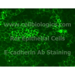 Rat Primary Liver Epithelial Cells
